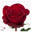 ΤΡΙΑΝΤΑΦΥΛΛΑ ΚΟΚΚΙΝΑ 60εκ.  ROSEN MADAM RED